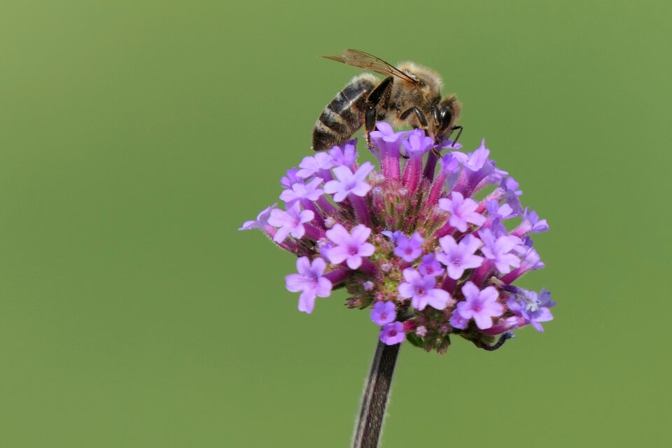 Macro insect purple flower