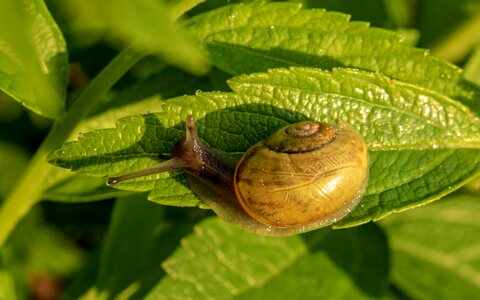 Molluscs reptiles snail shell