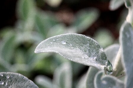 Silver wet summer