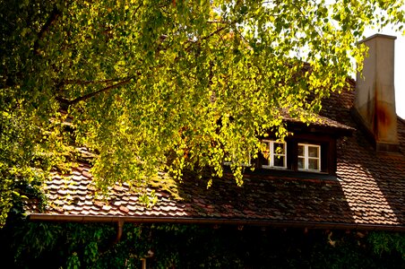 Witches hut tree summer photo