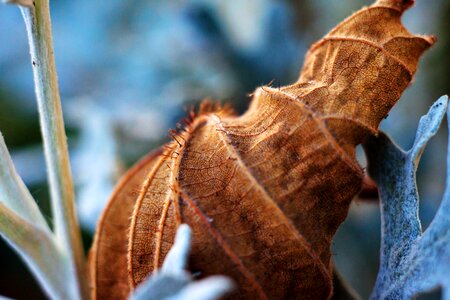 Close up nature plant photo