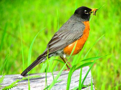 Nature animal outdoor