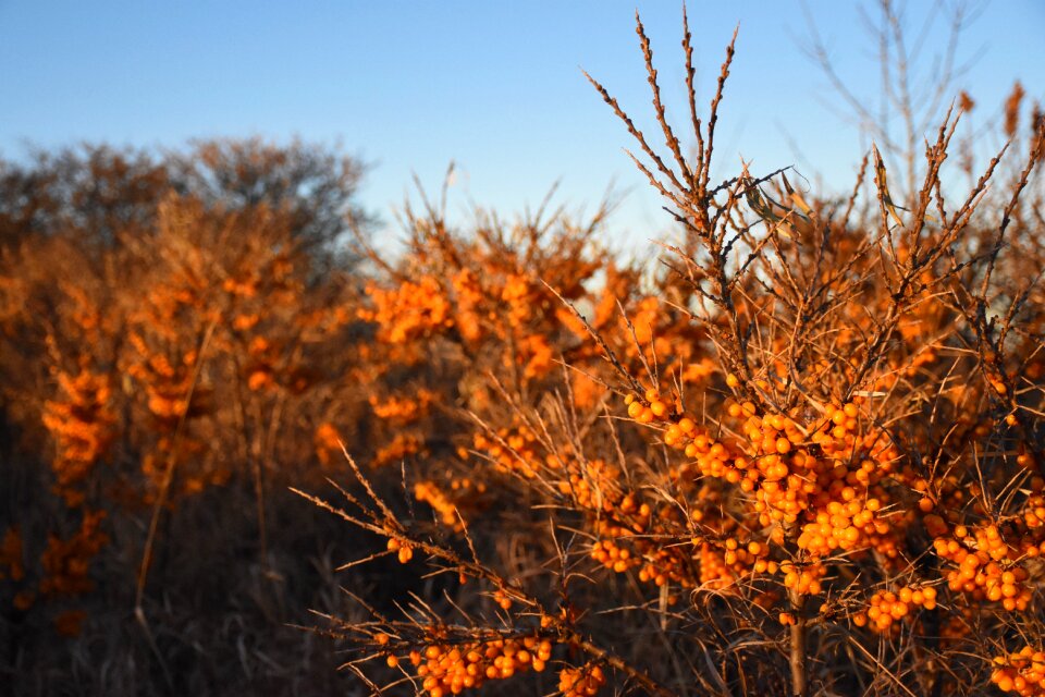 Autumn plant wild