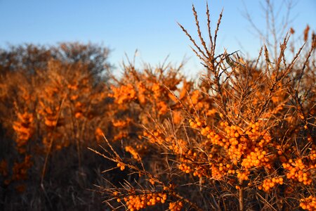 Autumn plant wild