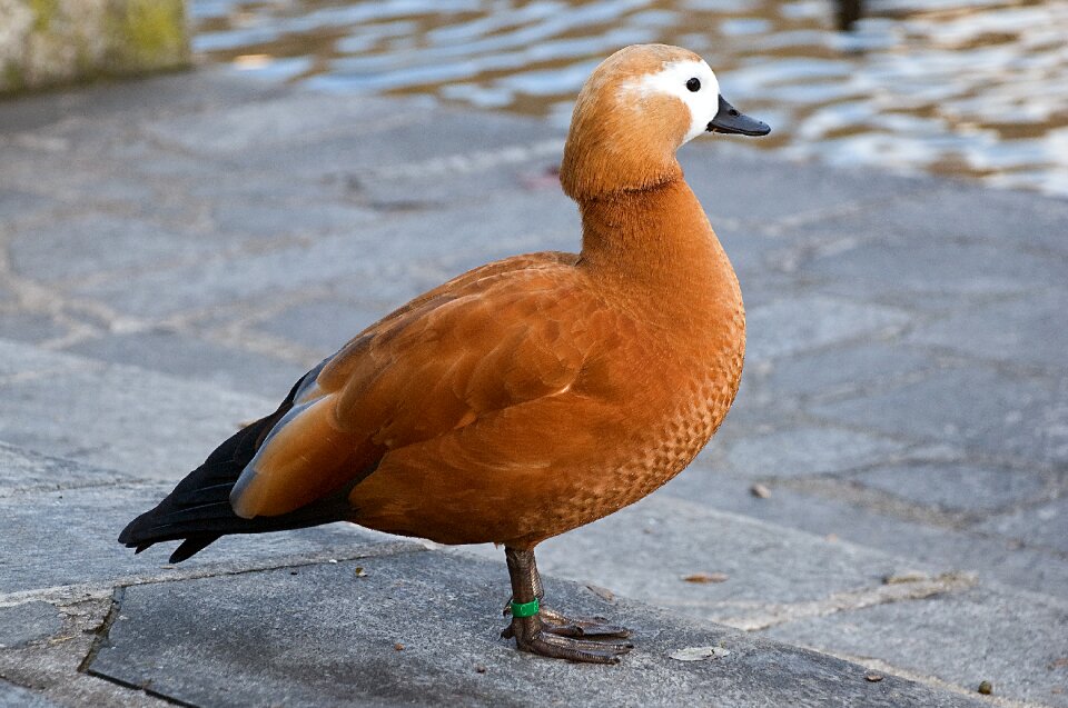 Animal nature fauna
