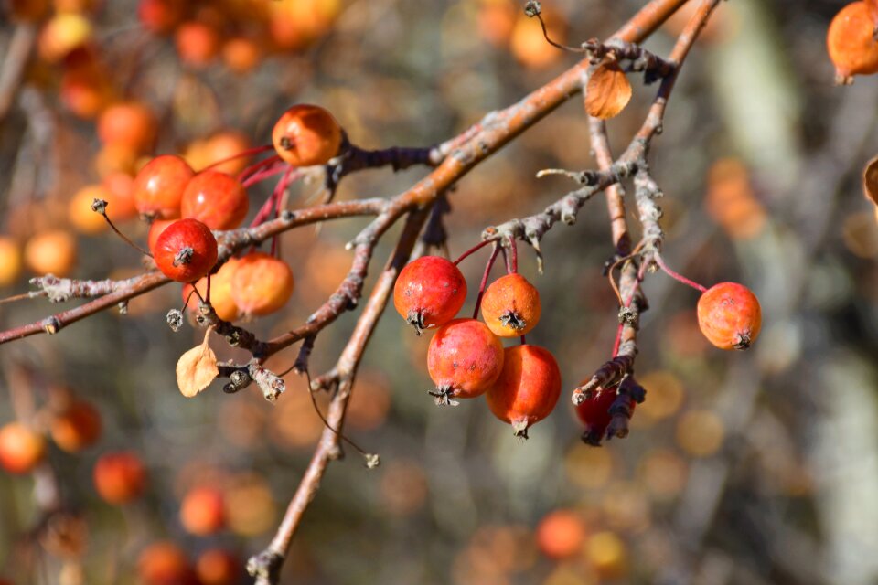 Fruit harvest red