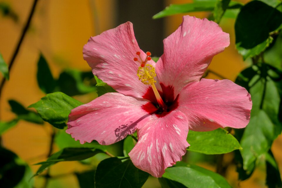 Petal color green