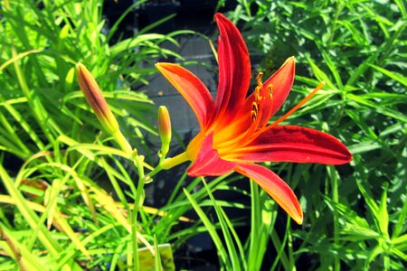 Pollen vegetable daylily