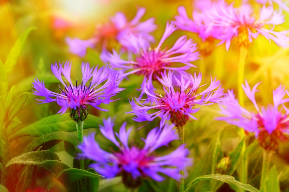 Cyanus flowering composites