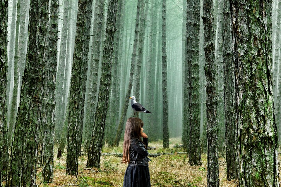 Bird fairytale nature