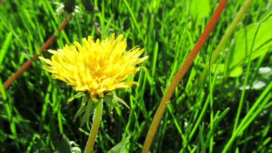 Grass flora flower photo