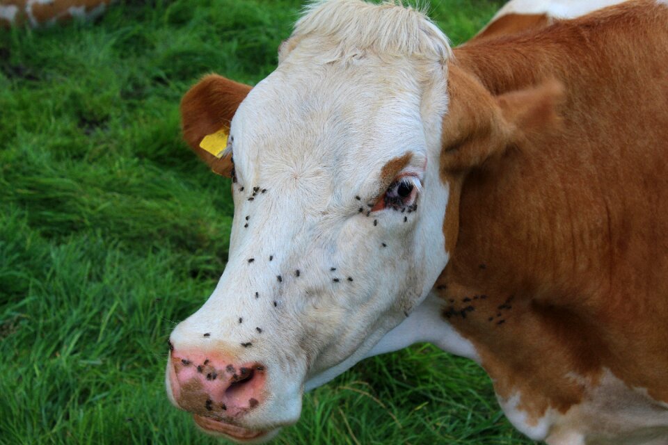 Agriculture mammal grass