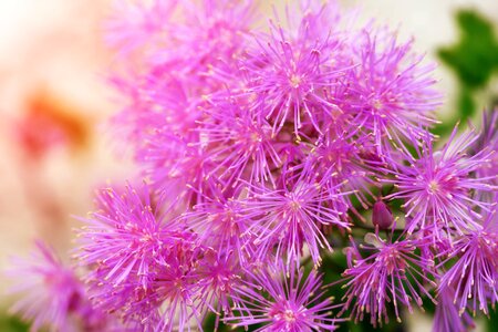 Ranunculaceae flower blossom