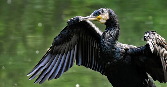 Water bird animal world feather photo