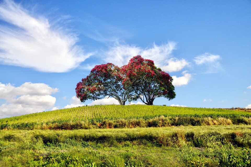 Mount trees nature photo