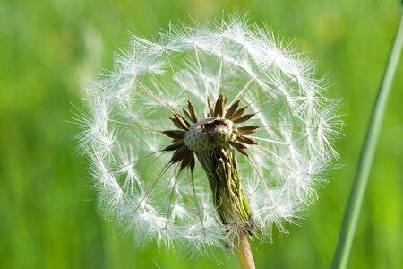 Common dandelion nature flower