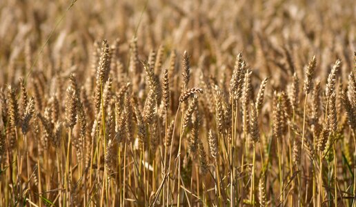 Agriculture field summer photo