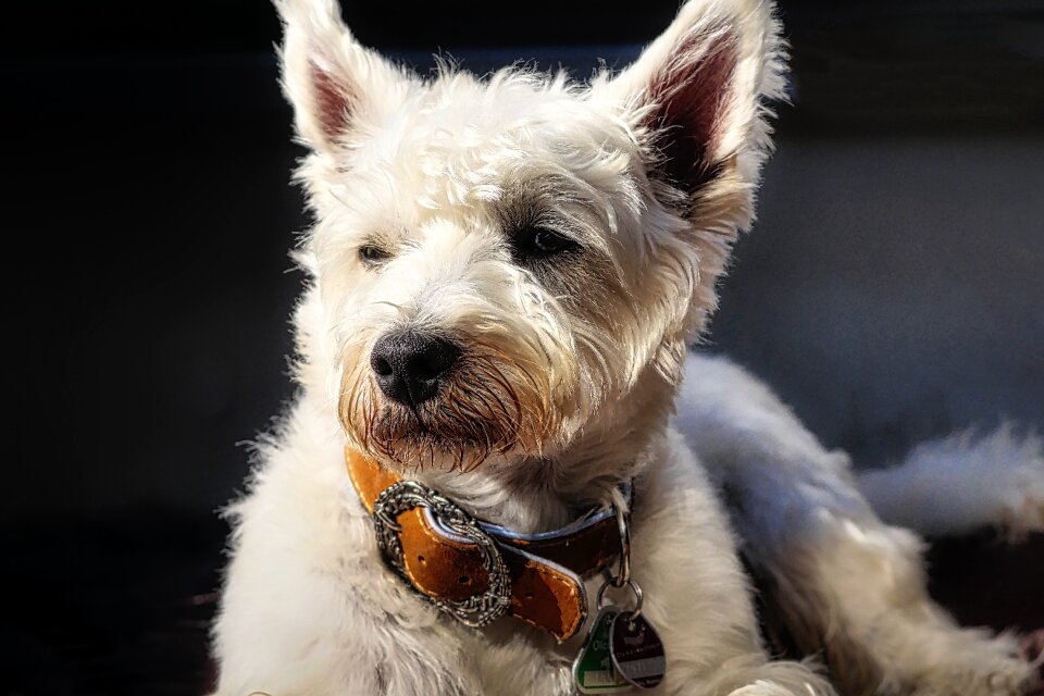 Animal portrait pet