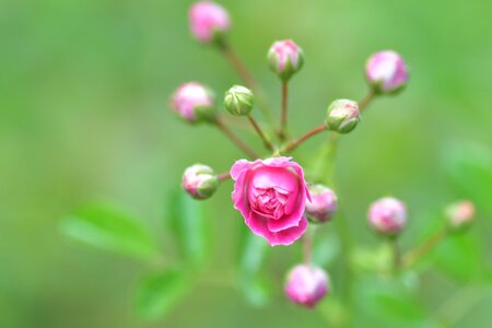 Garden plant button photo