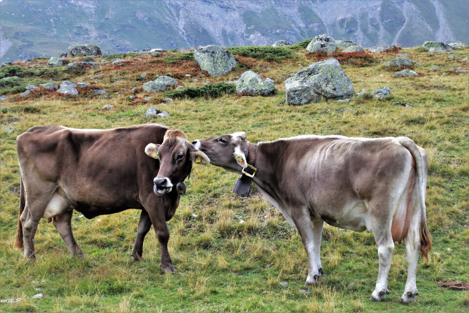 Pasture land cattle meadow