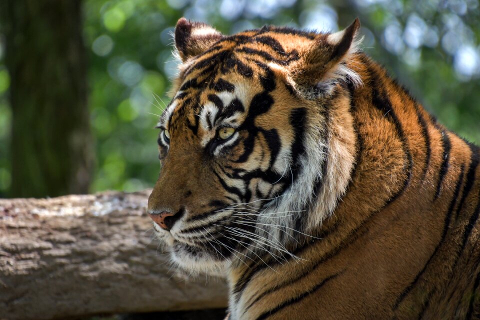 Predator carnivore wild