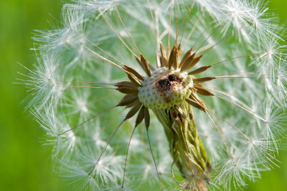 Common dandelion macro nature