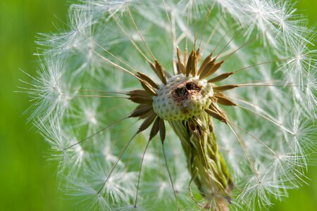 Common dandelion macro nature photo