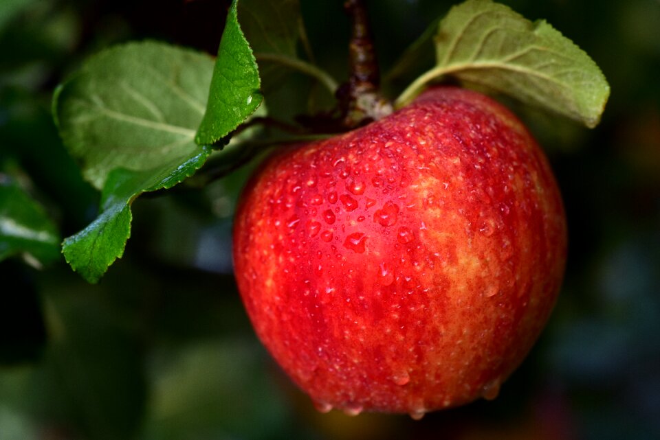 Ripe healthy kernobstgewaechs