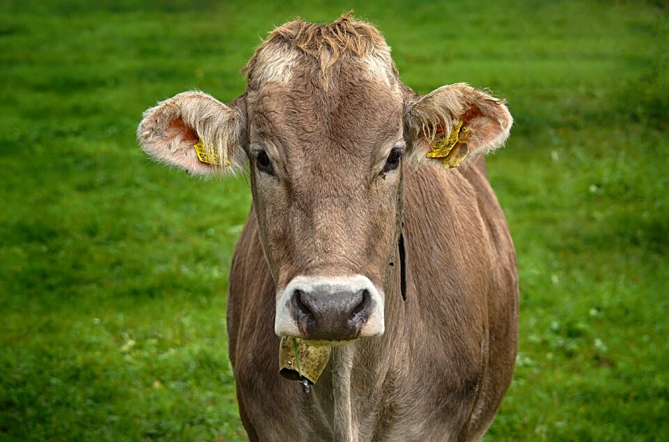 Cute ruminant dairy cattle