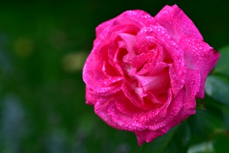 Wet drip rain