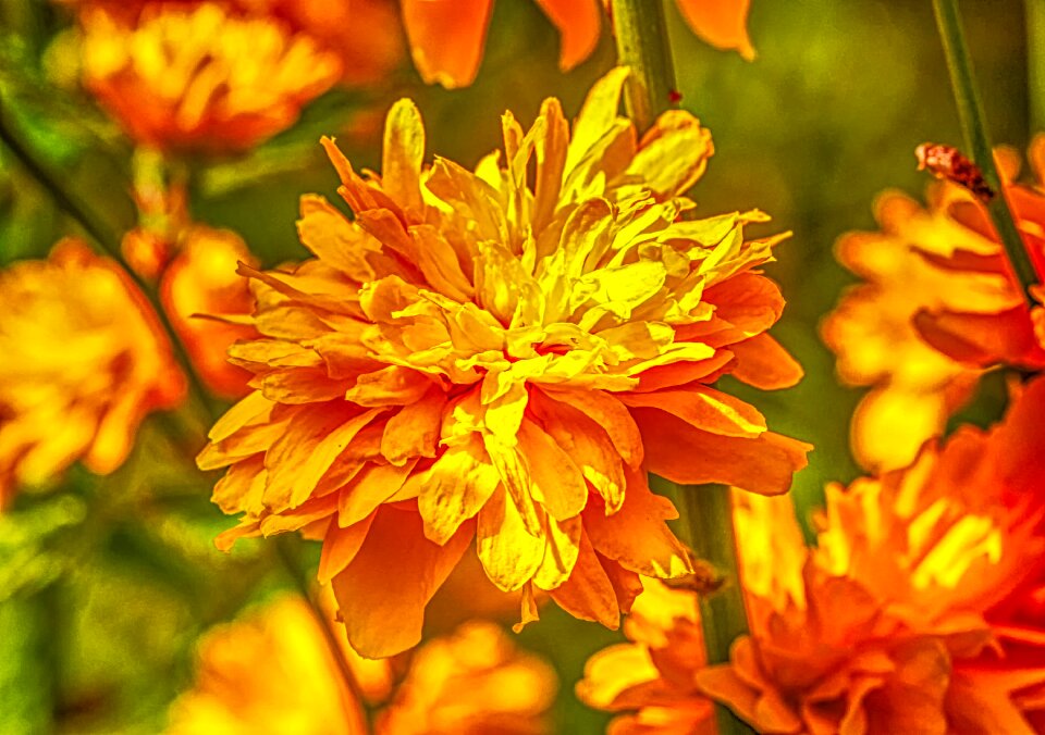 Plant bush flowers