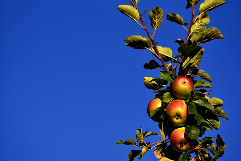 Blue branch fruit