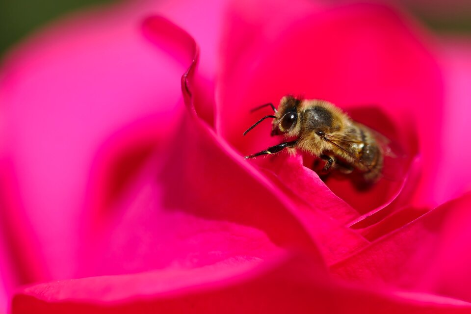 Sprinkle insect pollen