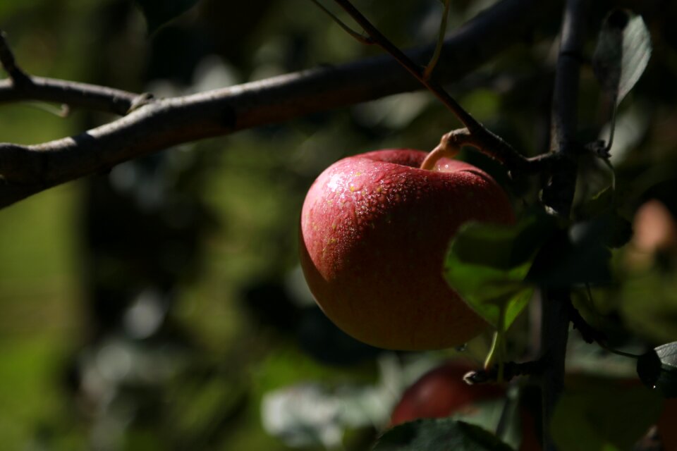 Orchard wood nature