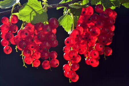 Fruits close up garden