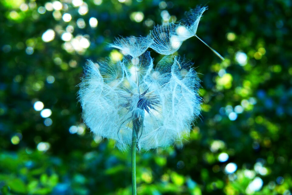 Fruit taraxacum officinale flower
