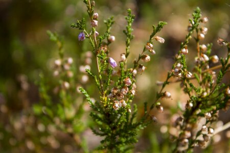 Macro grass forest