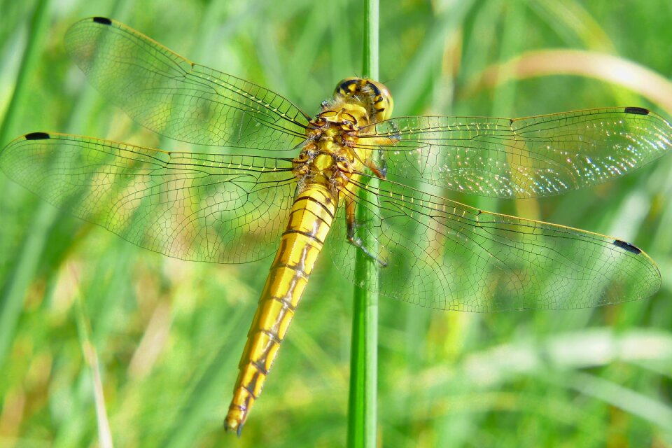 Dragonflies różnoskrzydłe nature at the court of