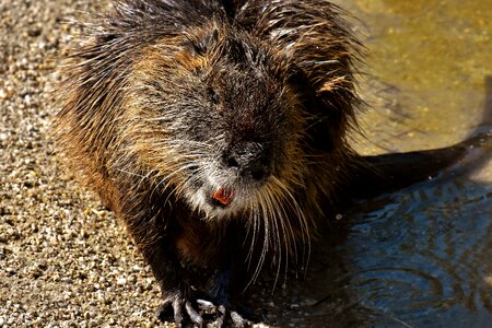 Splashing animal world animal