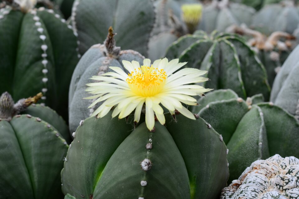 Flora caribbean antilles
