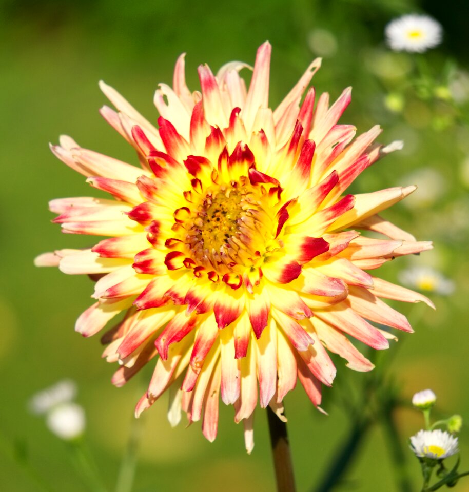 Flower plant dahlia garden