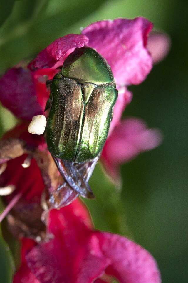 Metallic green nature