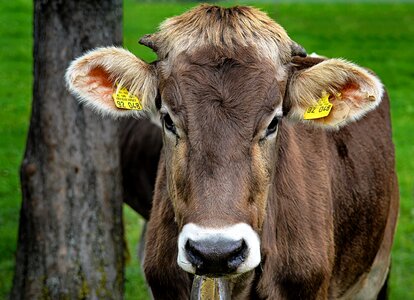 Ruminant dairy cattle pasture photo