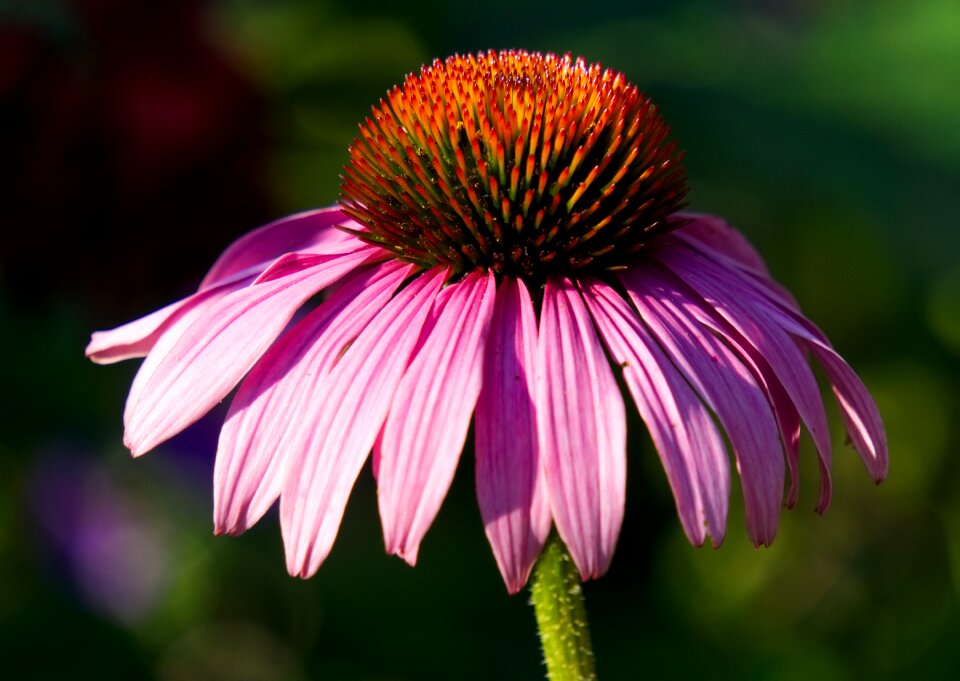 Bloom purple nature