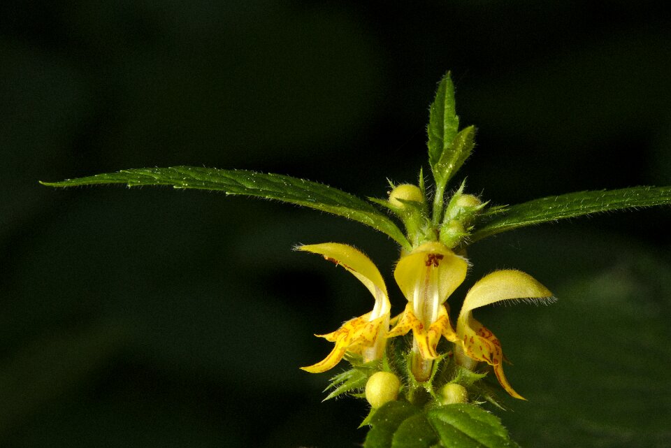 Spring dead nettle galeobdolon