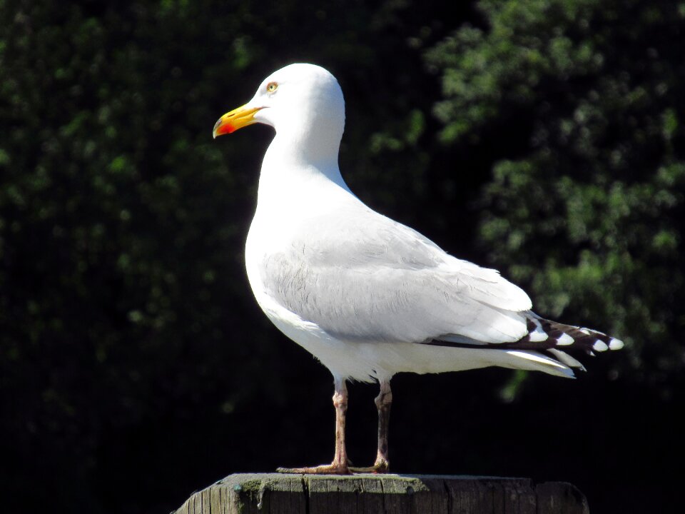 Ocean nature seabird