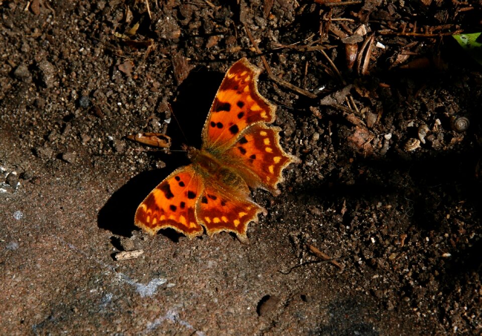 C falter wing orange