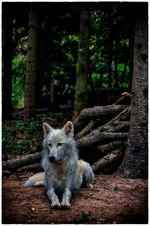 Mammal nature animal world
