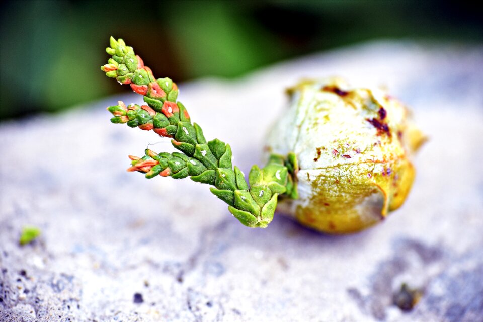 See germinating plumule