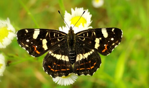 Animals butterflies invertebrates photo